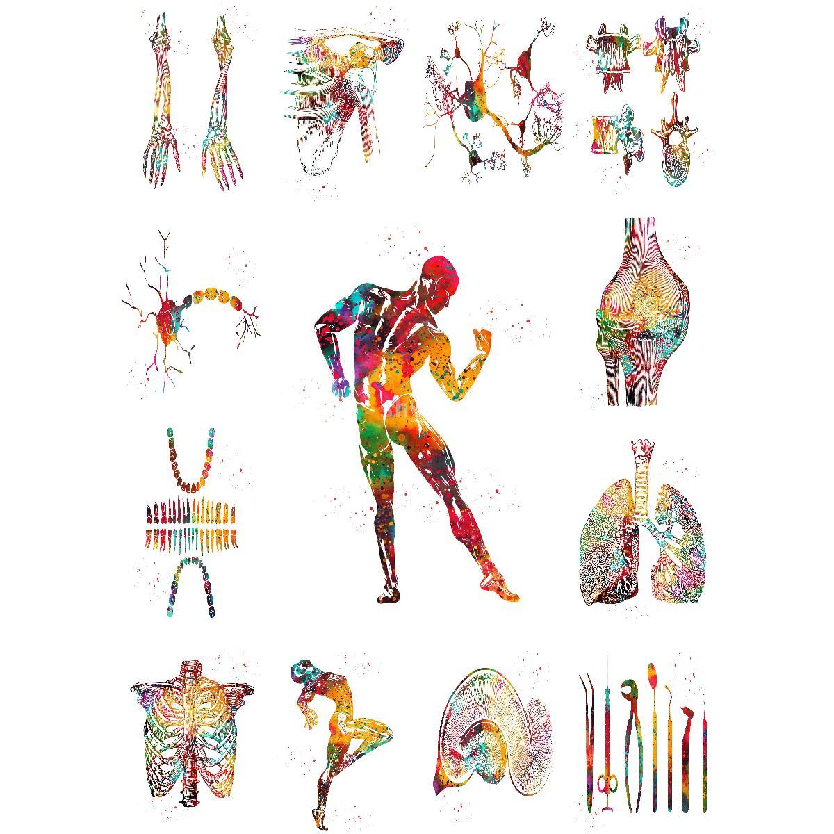 Anatomical Muscle Structure Po - đánh giá và giá Interior Design Education